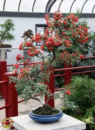 Bonzai Penjing Nepal Firethorn Pyracantha Crenulata Rosaceae Created At The Gardens 10 Years Old Bonsai Plants Bonsai Garden Bougainvillea Bonsai