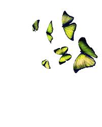 Pin By Arely Salazar On Mariposas Butterfly Wings Butterflies Flying Fly Gif