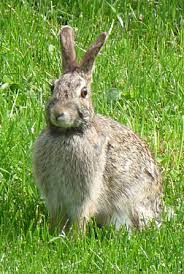Eastern Cottontail Rabbit