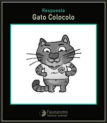 The colocolo was once thought to be the same species as the pampas cat, however, they are although the colocolo is a small cat with a length between 56 and 67 cm (22 to 26″), they are quite. Faunanimo El Animal De Hoy Era El Gato Colocolo Pero Queda Un Misterio Mayor A Estos Felinos Les Gustara Mas Colo Colo O Algunos Preferiran La U Http Faunanimo Cl Facebook