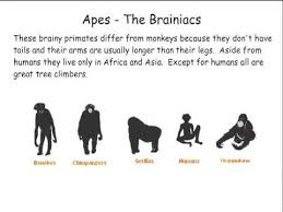 Videos Matching Lesson 9 Primate Taxonomy Revolvy