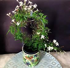 Image result for Jasminum