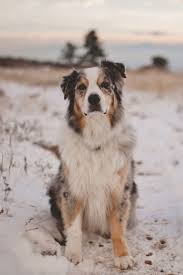 Here are some unique female dog names and meanings. Australian Female Dog Names And Meanings Colourhaze De