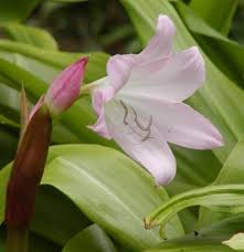 Image result for Crinum stuhlmannii