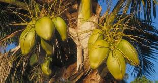 Image result for Cocos nucifera