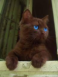 Fluffy brown cat with blue eyes. Blue Eyed Beauty Cute Cats And Kittens Cute Baby Animals Cute Animals