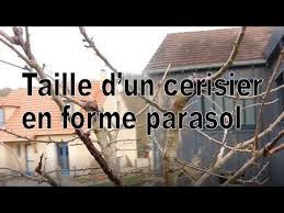 Les Secrets De La Taille Et De La Greffe Des Arbres Fruitiers Bio Taille D Un Cerisier En Forme Parasol Taille Cerisier Cerisier Arbre Fruitier