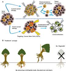 Stem cell treatment for mesothelioma. Cancer Stem Cells Stemness Markers And Selected Drug Targeting Metastatic Colorectal Cancer And Cyclooxygenase 2 Prostaglandin E2 Connection To Wnt As A Model System