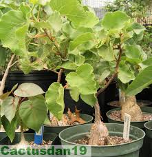 Image result for Ficus tettensis