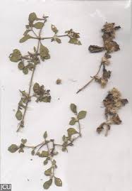 Image result for Alternanthera pungens
