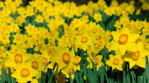 At this time, in britain at least, deciduous trees will still be bare or only just showing signs of life. 6 Bulbs To Plant Now For Spring Pass The Pistil