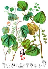 Image result for Menispermaceae