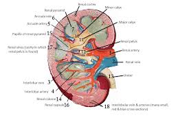They consist of several layers: Renal Cortex Minor Calyx Renal Pyramid Arcuate Vein Major Calyx Ppt Video Online Download