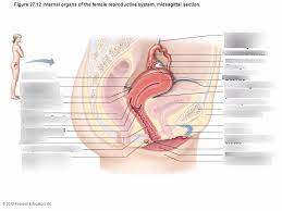Positions of the uterus and vagina. Internal Organs Of The Female Reproductive System Diagram Quizlet