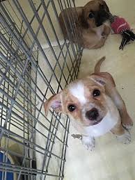 Maybe you would like to learn more about one of these? Scottsdale Az Corgi Meet Corgi Mix Puppies A Pet For Adoption