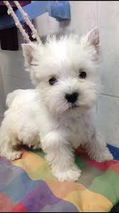 We'd like to set additional cookies to understand how you use gov.uk, remember your settings and improve government services. 900 Westies Ideas Westies West Highland Terrier West Highland White Terrier