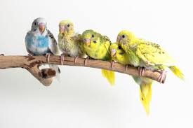 Do Baby Budgies Sleep A Lot Common Signs Of Illness Fur Wings Scaly Things