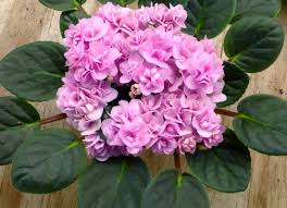 Free delivery and returns on ebay plus items for plus members. My Violet African Violets