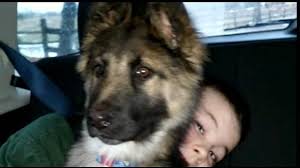 Get a boxer, husky, german shepherd, pug, and more on we have a litter of 5 purebred german shepherd puppies for sale from a loving home. Woman Reunited With Lost Dogs Near Paducah