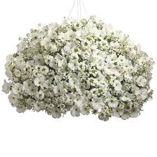 Image result for Allophylus whitei