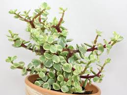 Image result for Grona afra