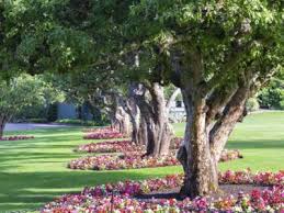 Also known as 'monterrey oak,' this species is rapidly becoming used as an urban landscape tree. Planting Under An Oak Tree What Can You Plant Under Oak Trees