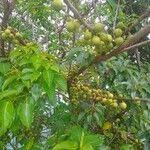 Image result for Ficus polita