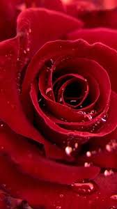 Red Quenalbertini Red Rose Iphone 6s Wallpaper Hd Staffprod Staffpub Landscapedesignwithredroses Iphone 6s Wallpaper Rose Wallpaper Iphone Wallpaper