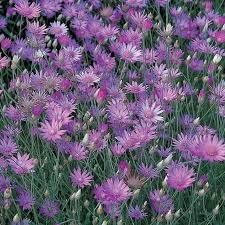 Image result for Erianthemum