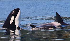 | transient orca family whale watching with puget sound express out of port townsend, washington may 26, 2012 (photo by yvonne fuchs). Port Townsend 4 Hour Whale Watching Tour Puget Sound Express