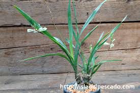 Image result for Trachyandra saltii