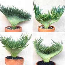 Mermaid Tail Succulents Are A Thing And They Re Absolutely Magical In 2020 Plants Succulents Ornamental Plants
