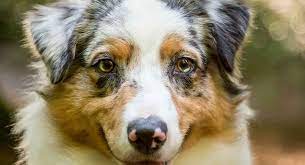 Toy australian shepherds have nice curly hair but it's not too long that you need to constantly have the hair cut. Australian Shepherd Lifespan And How To Help Them Live Longer