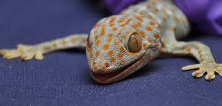 Our facility is one of the largest animal hospitals dedicated exclusively to birds. Exotic Pet Care Fenton River Veterinary Hospital Tolland Ct