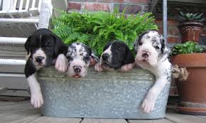Great dane las vegas, nevada, united states. Available Puppies Antry Danes
