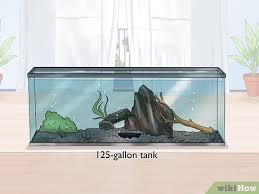 Black ghost knife fish comes out to play at night, hides in the air bubbler until the lights go out. How To Care For A Black Ghost Knifefish 12 Steps With Pictures