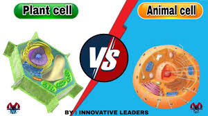 We would like to show you a description here but the site won't allow us. Differences Between Plant Cell And Animal Cell Urdu Hindi Innovative Leaders Youtube