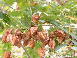 Has good resistance to pests and diseases. Name This Tree Bygl