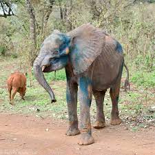 From a skeletal shell of an elephant to a top nanny (and living wild, no  less!), Sagateisa's two-year transformation has blown us away. This  #SWTTransformationTuesday, discover her story. RESCUE: In November 2021,