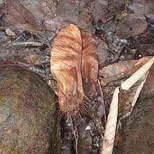 Image result for Centrolobium robustum