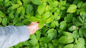 Het jonge blad neigt qua smaak naar peterselie en doet het prima in salades. Eetbare Planten Uit Het Park Vetjebol