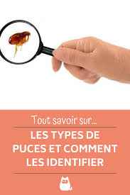 Tout Savoir Sur Les Types De Puces Et Comment Les Identifier En 2020 Chat Puces Puces Chien Puce