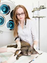 Feline Leukemia What Can Be Done Two Crazy Cat Ladies