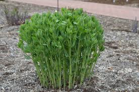 Image result for Crotalaria sphaerocarpa