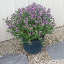 Image result for Polygala myriantha