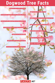 Flowering dogwood trees and flowering shrubs with attractive foliage can be used as a border for landscaping property lines or to define distinct outdoor spaces. 13 Dogwood Trees Facts Origin Symbolism Legends More Facts Net