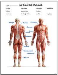 This is a table of skeletal muscles of the human anatomy. Les Muscles French Immersion 109 Muscle French Immersion Human