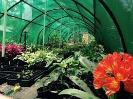 Live plants area great source for an aquarium habitat to keep fish healthy. Start A Backyard Plant Nursery Business Part 1 Choosing What To Grow And Unique Plants Mother Earth News