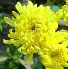 Chrysanthemums Yellow Is My Favorite Color Chrysanthemum Flowers My Favorite Color