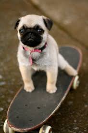 Haz clic en la imagen para verla en alta resolución U201ctony Hawk Learned Everything He Knows From Me U201d 17 Pugs Who Are Fe Perros Pequenos Mas Lindos Razas De Perros Pequenos Lindos Razas Perros Bonitos